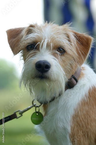 portrait of a wirehaired Kromfohrlaender dog that is a rare german breed of terriers