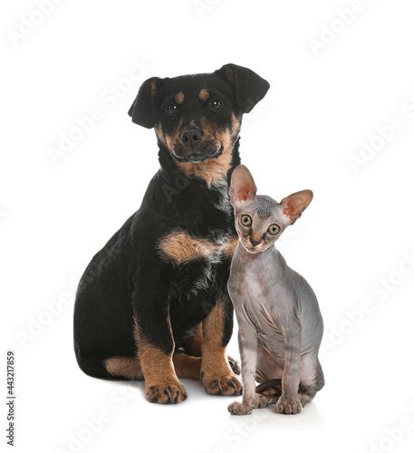 Adorable little kitten and puppy on white background