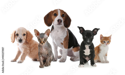 Adorable little kittens and puppies on white background
