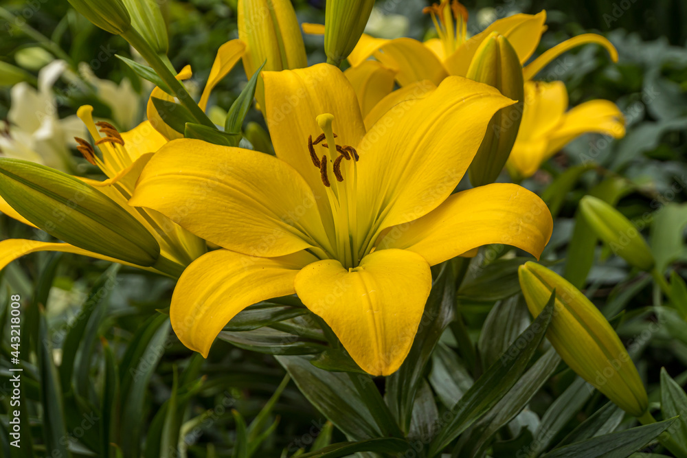 Fototapeta premium yellow lilies in the garden