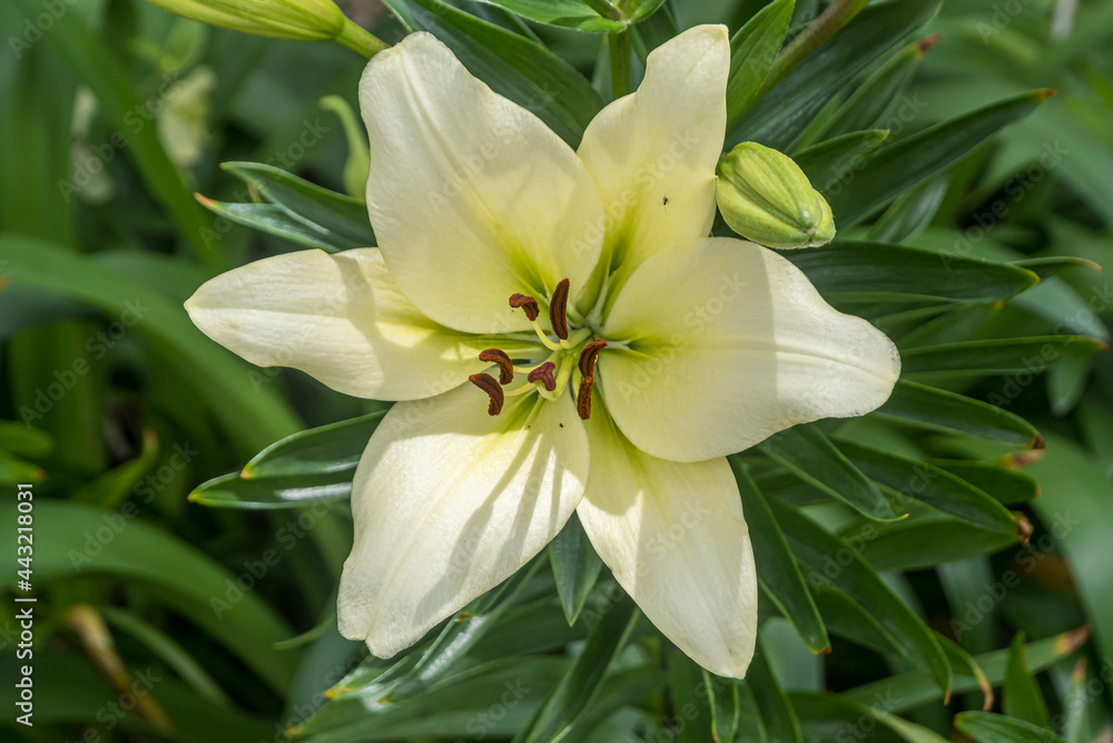 white lily in the garden white lily in the garden