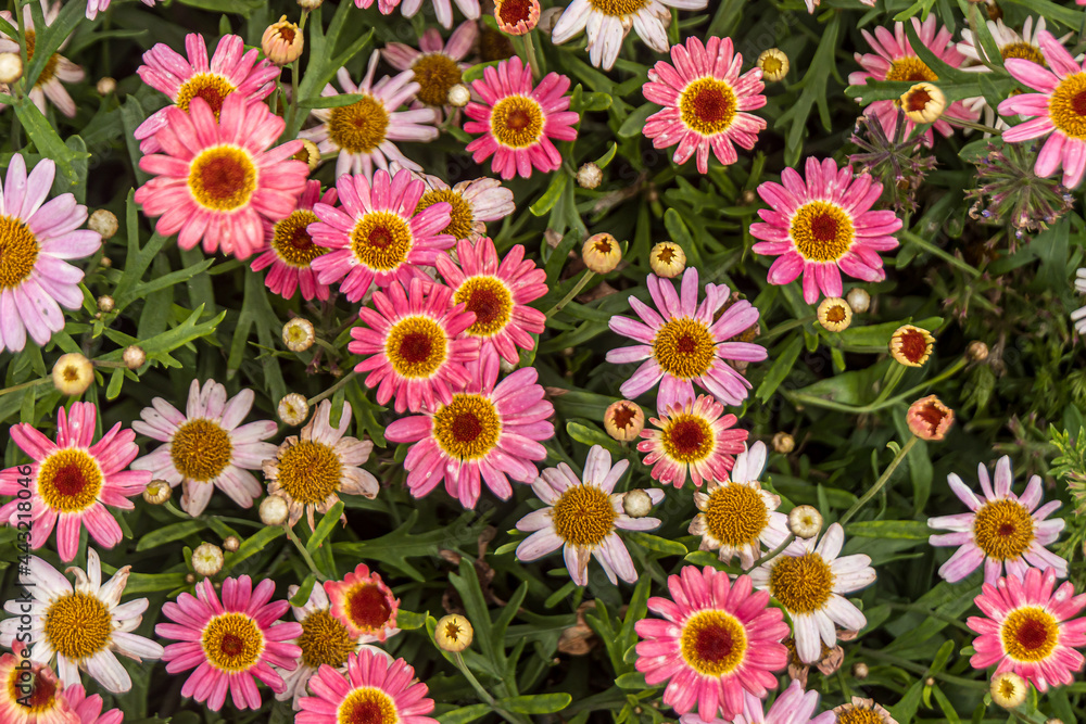pink and white flowers pink and white flowers