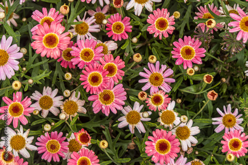 pink and white flowers