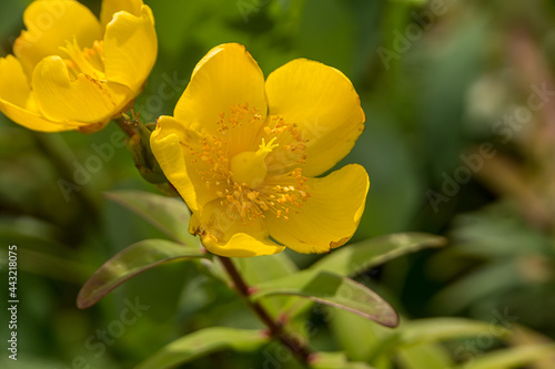 yellow flower (Hypericum perforatum) in the garden