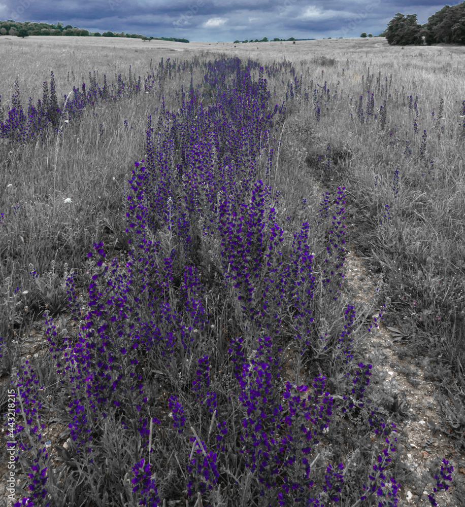 Obraz premium Vibrant blue Viper's-bugloss (Echium vulgare) also known as blueweed growing wild on Salisbury Plain grasslands in Wiltshire UK