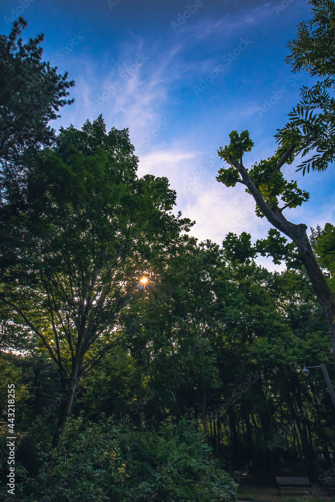 Fototapeta premium 숲속의 빛