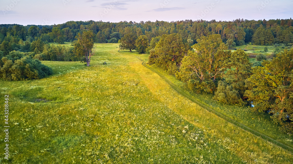 Oak trees Summer sunny landscape. Picturesque countryside fields. Warm evening light. green meadows, beautiful sunset