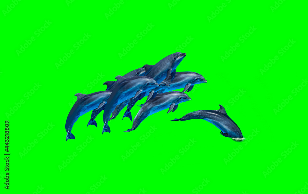 Fototapeta premium Dolphins isolated on green screen background