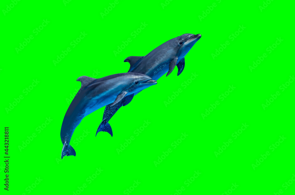 Fototapeta premium Dolphins isolated on green screen background
