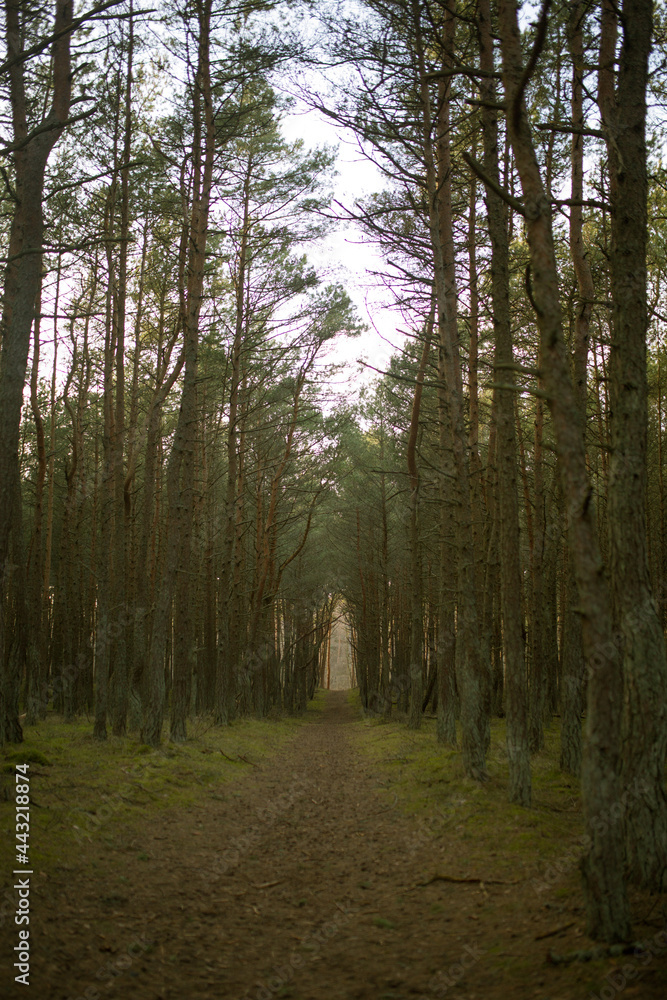 Fototapeta premium dancing forest in the Kaliningrad region. landscape.soft focus 