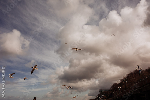 seagulls fly in the cloudy sky  summer landscape