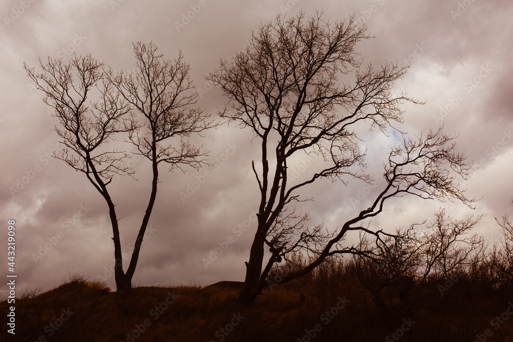 Three silhouettes of trees against the cloudy sky. Landscape with clouds.