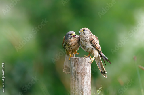 Quadro su tela Common Kestrel (Falco innunculus) couple sitting on a pole in the meadows in the