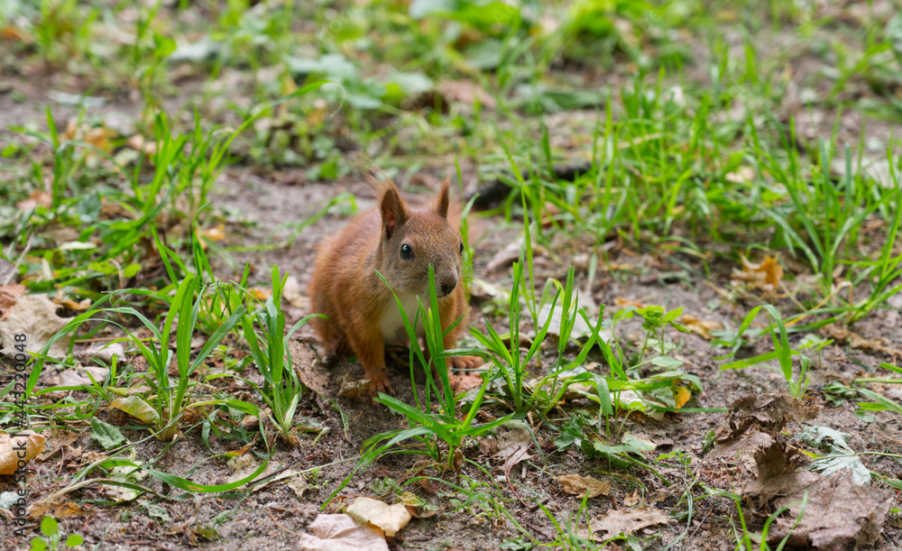 squirrel in the grass squirrel in the grass