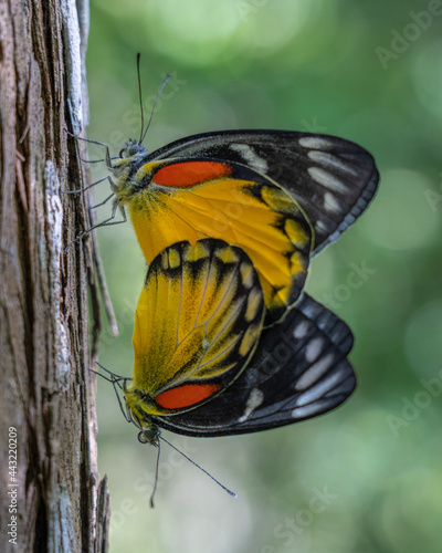 Closeup view of a pair of colorful delias descombesi aka red-spot Jezebel butterflies mating outdoors on tree trunk on natural background