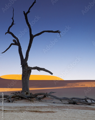 Dead Tree In The Desert