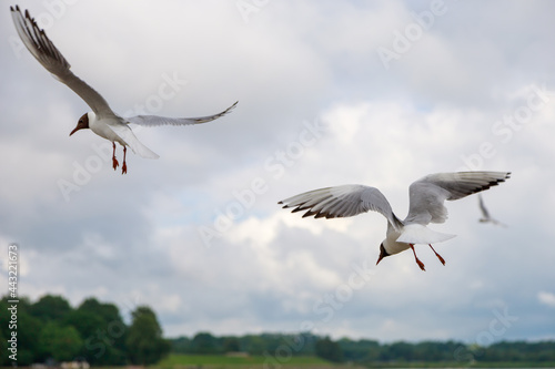 seagulls fly over the Gulf of Finland in St. Petersburg