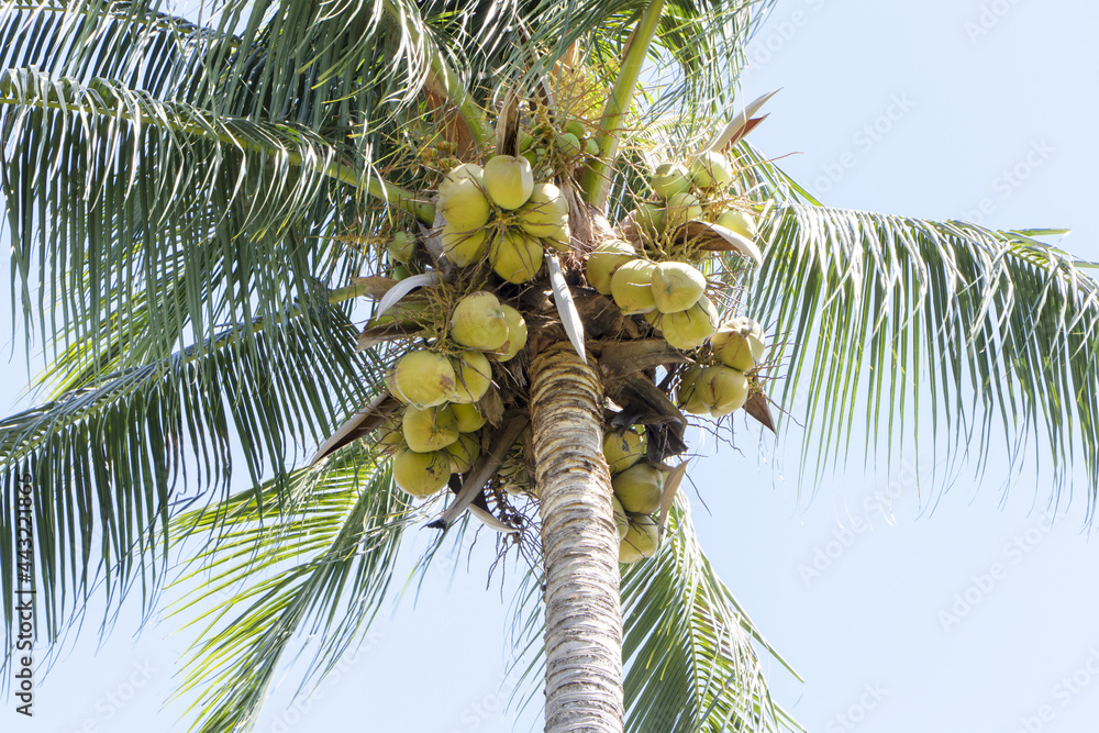 Fototapeta premium Popular Thai fruit, Young coconuts bunch hanging on the tree in the park Sweet perfume is a Thai economic tree. with bright sunlight and sky in the background