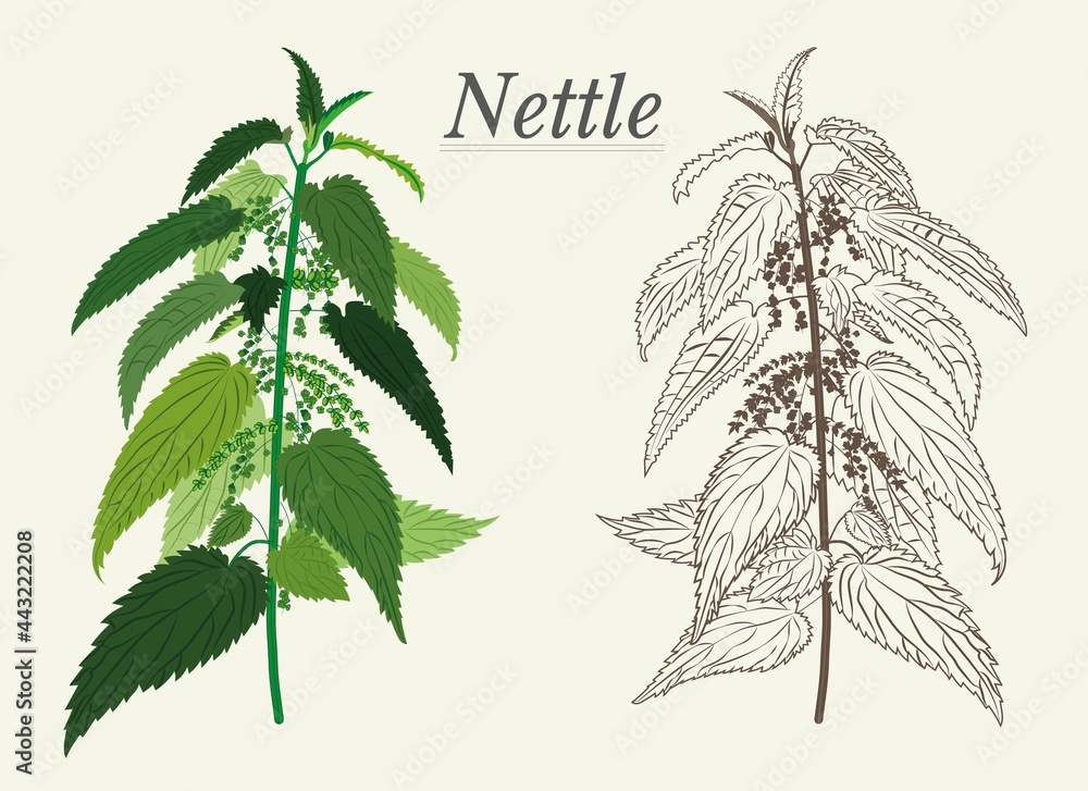 Ταπετσαρία nettle pharmacy leaves are covered with burning hairs of medicinal plants