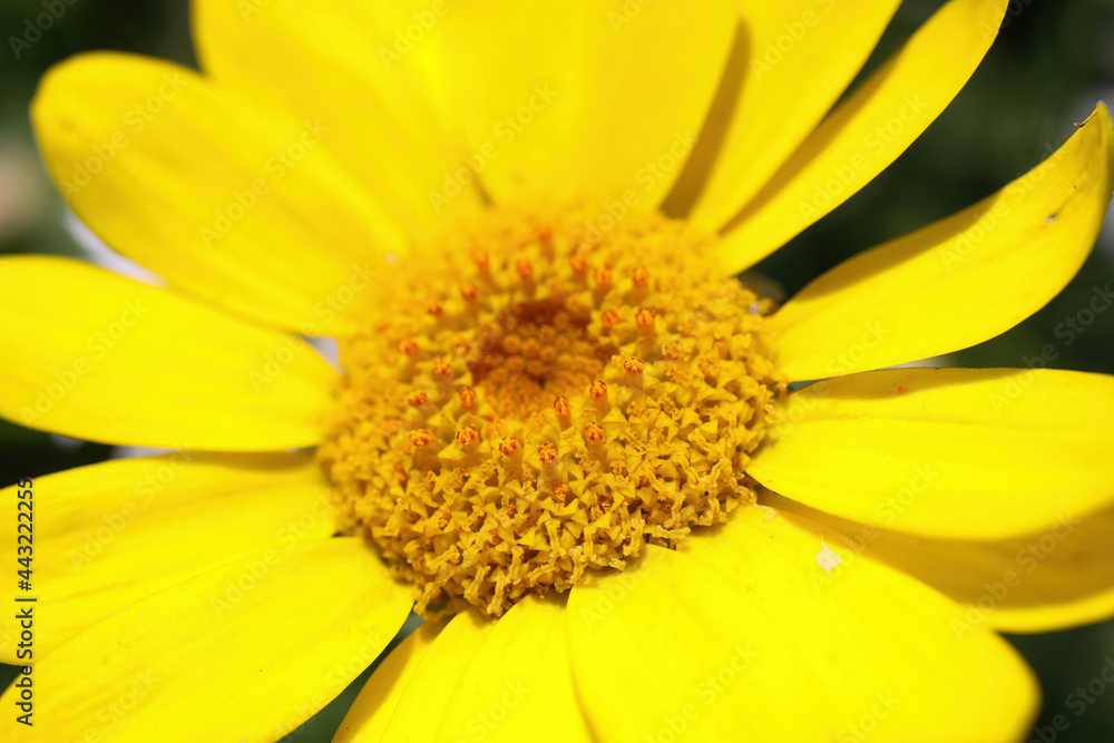 Closeup of isolated yellow corndaisy (glebionis segetum) blossoms in wild flower field in summer