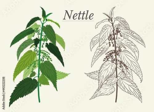nettle pharmacy leaves are covered with burning hairs of medicinal plants