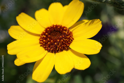 Closeup of isolated yellow corndaisy  glebionis segetum  blossoms in wild flower field in summer