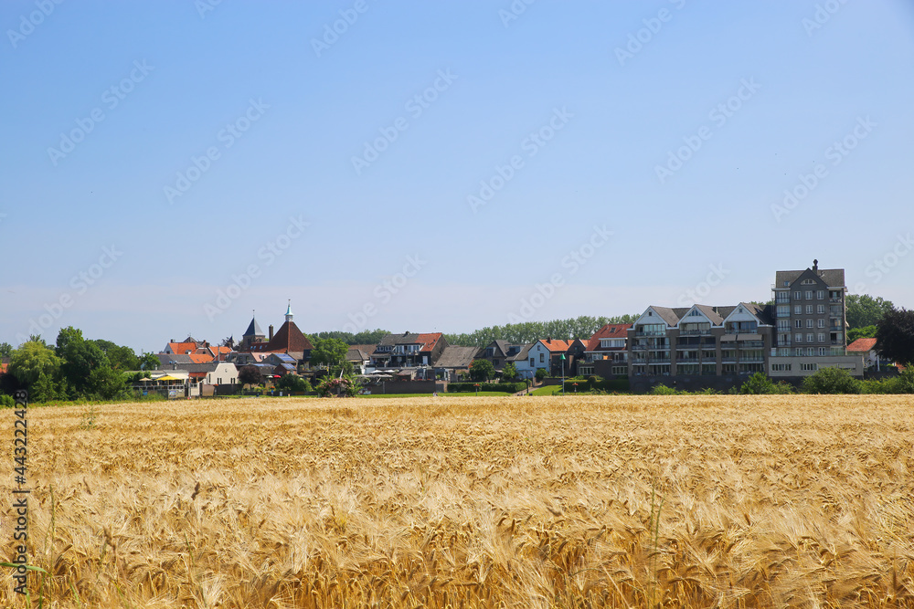 Fototapeta premium Arcen, Netherlands - July 1. 2021: View over ripe wheat field and river maas on village against blue summer sky