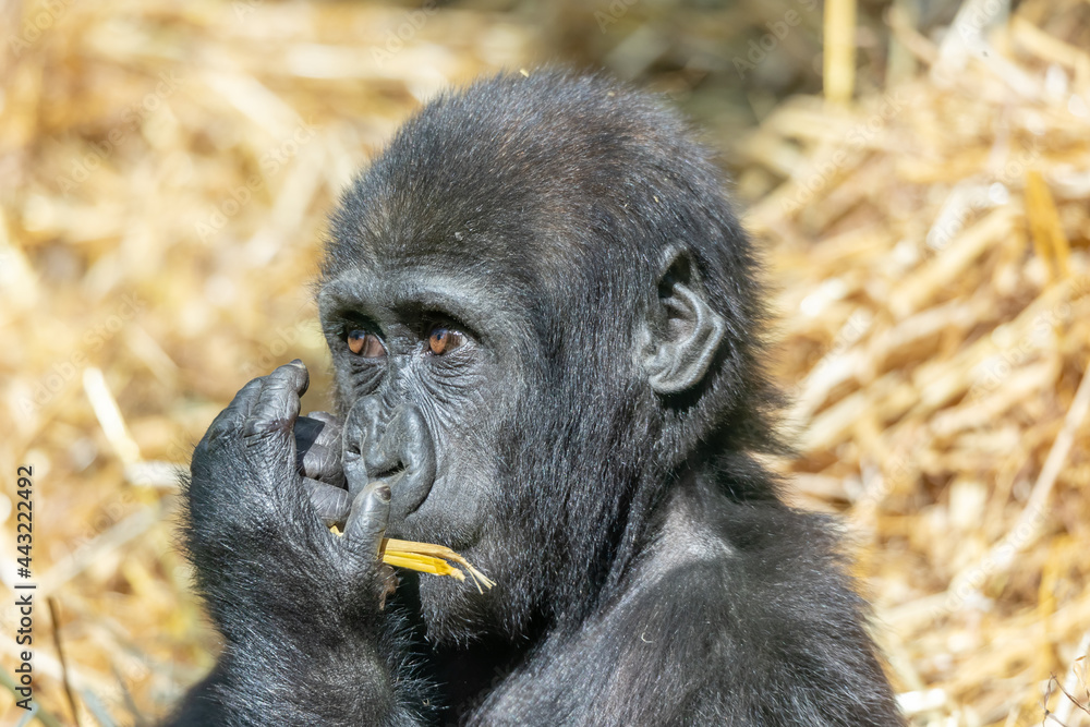 Naklejka premium gorilla chewing