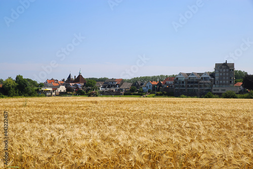 Arcen, Netherlands - July 1. 2021: View over ripe wheat field and river maas on village against blue summer sky © Ralf