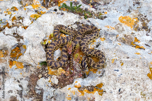 motley snake lying on a light stone