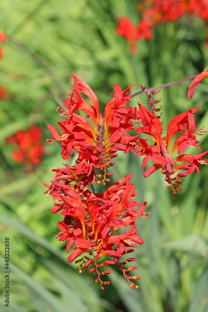 Image of Montbretia flowers, Warwickshire England
Image of Montbretia flowers, Warwickshire England