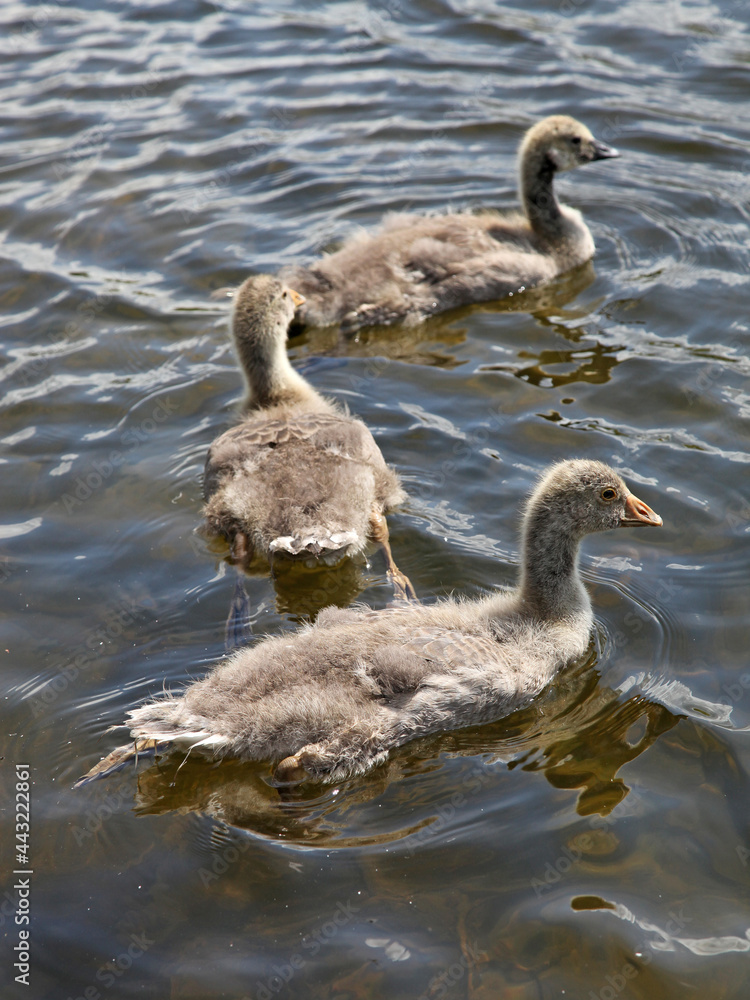 Greylag Goose goslings, Tarn Hows Lake District England
