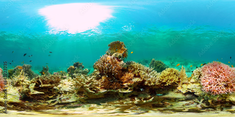 Coral reef underwater with tropical fish. Hard and soft corals, underwater landscape. Tropical underwater sea fish. Philippines. Virtual Reality 360.