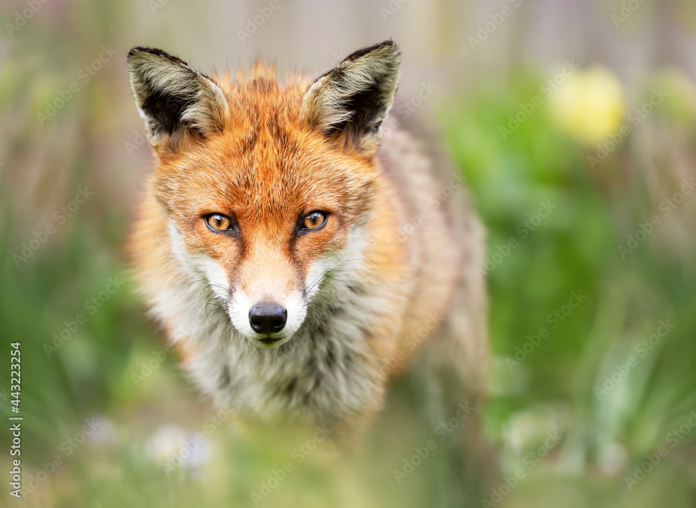 Portrait of a red fox against green background Portrait of a red fox against green background