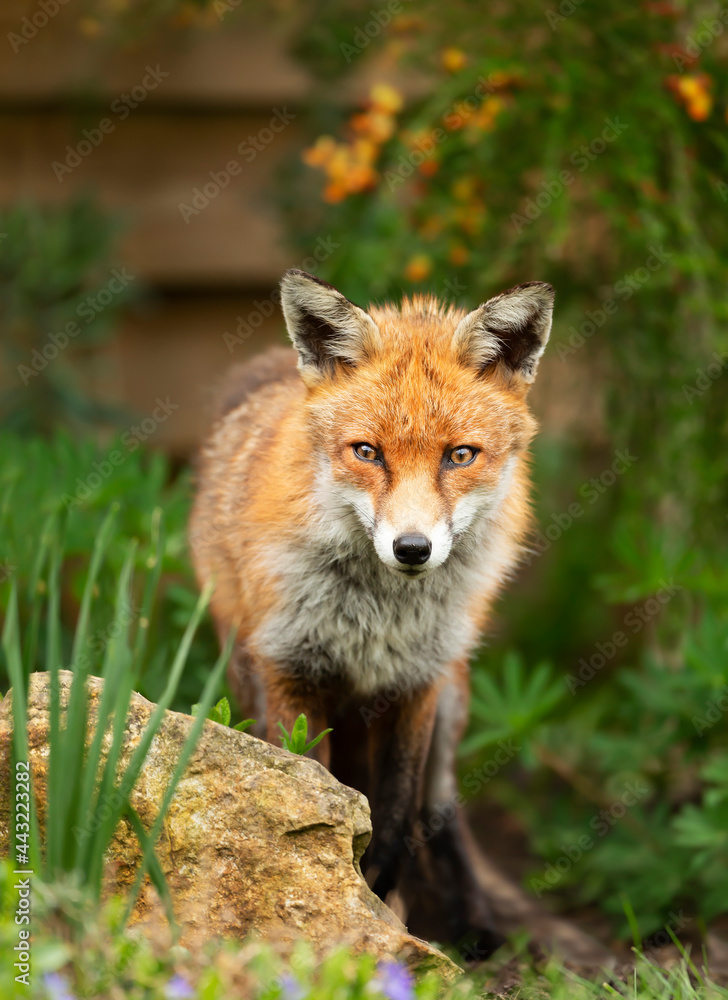 Close up of a red fox standing in a garden Close up of a red fox standing in a garden