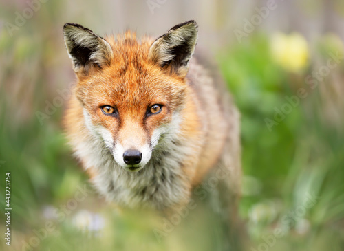 Portrait of a red fox against green background © giedriius