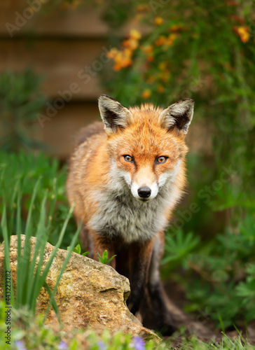 Close up of a red fox standing in a garden
