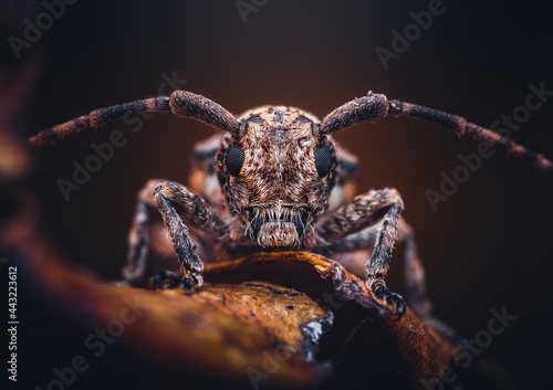 Closeup of a Longhorn Beetle