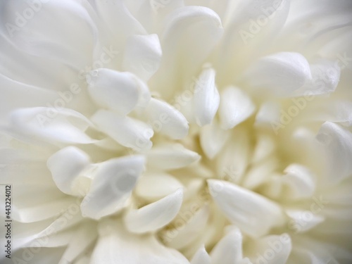 Blur Chrysanthemum white flower petals white isolated background 