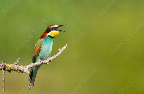 Close up of a calling Bee-eater perched on a tree branch © giedriius