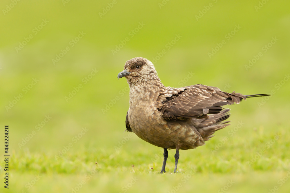 Close-up of a great skua Bonxie in meadow Close-up of a great skua Bonxie in meadow