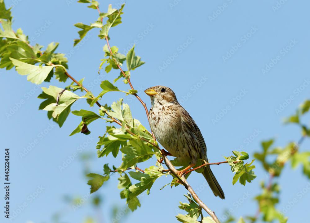 Close up of a Corn bunting perched in a tree Close up of a Corn bunting perched in a tree