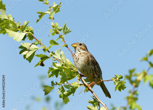 Close up of a Corn bunting perched in a tree © giedriius