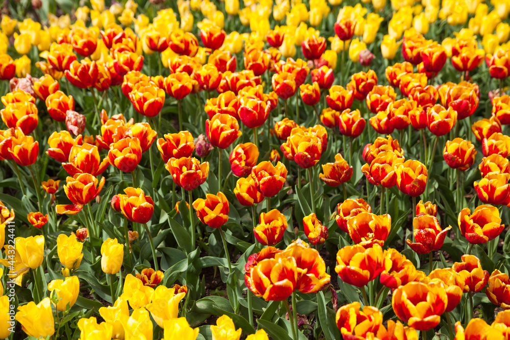 multicolored flowers tulip spring as a backdrop multicolored flowers tulip spring as a backdrop