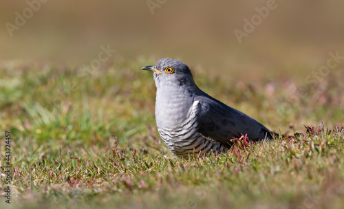Portrait of a Common Cuckoo standing on grass