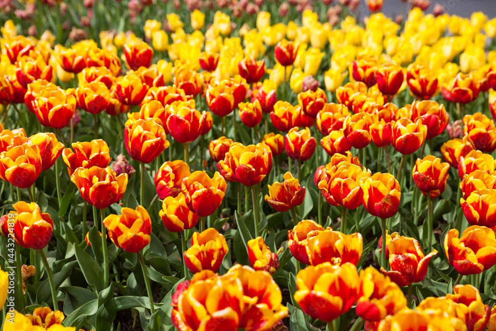 multicolored flowers tulip spring as a backdrop multicolored flowers tulip spring as a backdrop