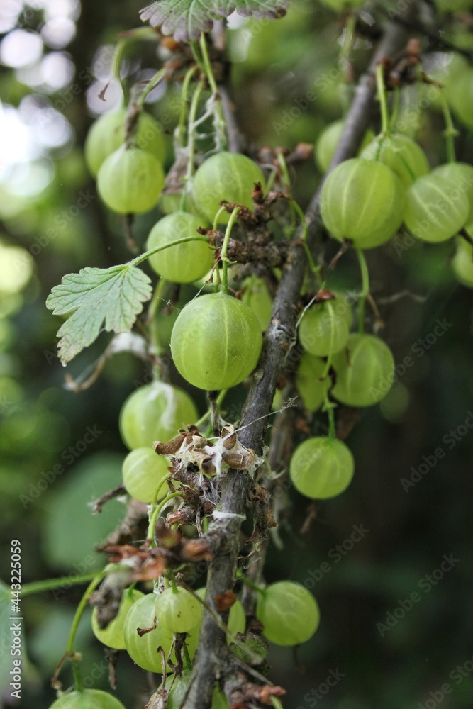 gooseberries on a bush gooseberries on a bush