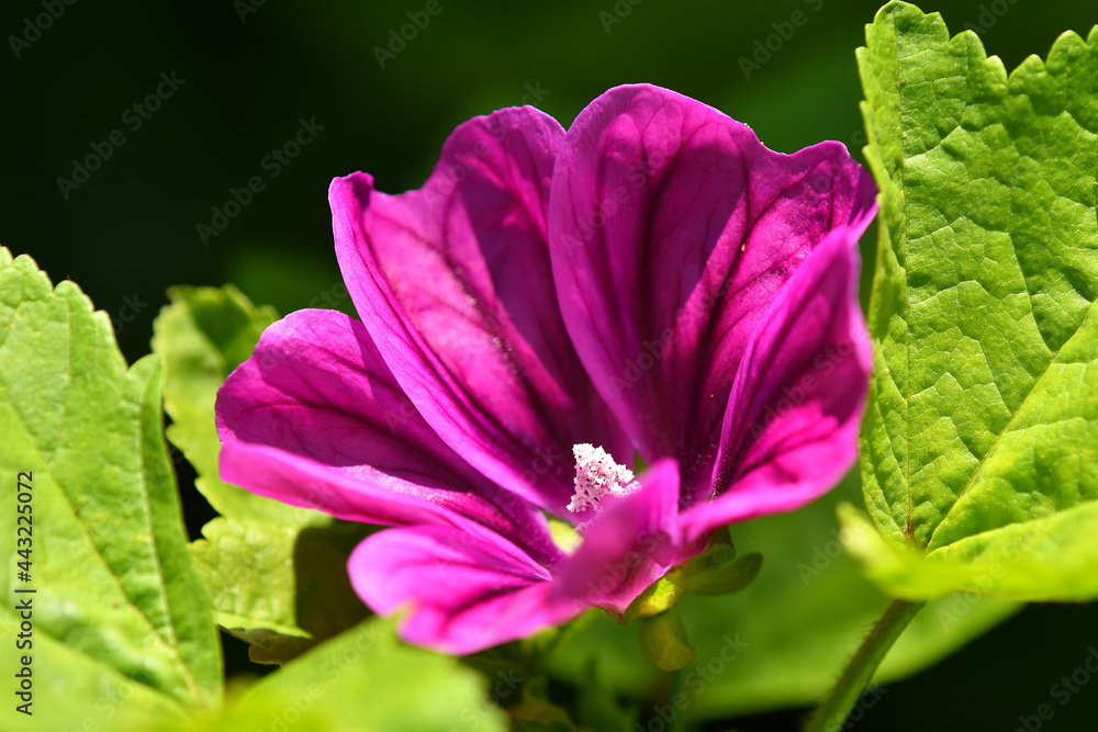 Naklejka premium mallow, medicinal plant flower
