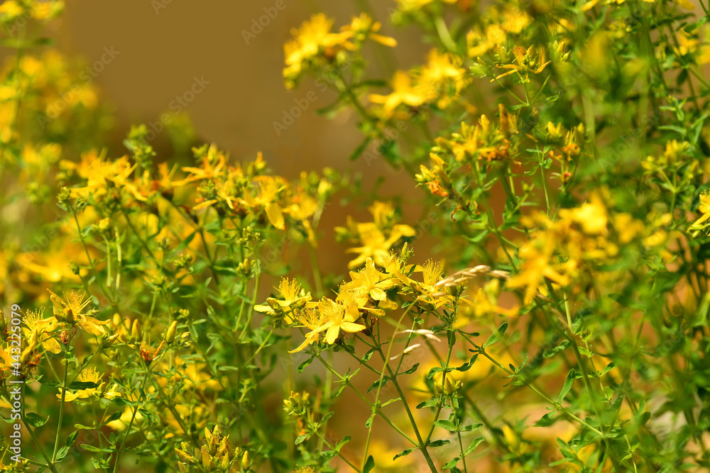 Obraz premium St. John wort, medicinal plant with flower