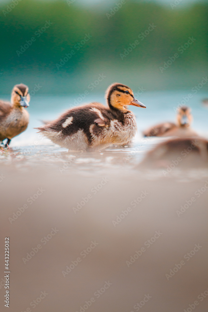 Kaczka Duck